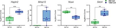 A view of the genetic and proteomic profile of extracellular matrix molecules in aging and stroke